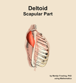 The scapular part of the deltoid muscle of the shoulder - orientation 9