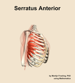 The serratus anterior muscle of the shoulder - orientation 10