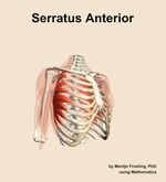 The serratus anterior muscle of the shoulder - orientation 11