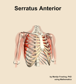 The serratus anterior muscle of the shoulder - orientation 12