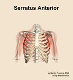 The serratus anterior muscle of the shoulder - orientation 13