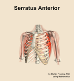 The serratus anterior muscle of the shoulder - orientation 14