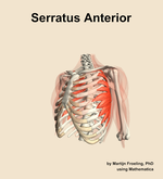 The serratus anterior muscle of the shoulder - orientation 15