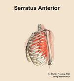 The serratus anterior muscle of the shoulder - orientation 16