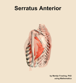 The serratus anterior muscle of the shoulder - orientation 2