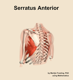 The serratus anterior muscle of the shoulder - orientation 3
