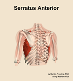 The serratus anterior muscle of the shoulder - orientation 4