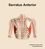The serratus anterior muscle of the shoulder - orientation 5