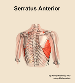 The serratus anterior muscle of the shoulder - orientation 6