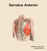 The serratus anterior muscle of the shoulder - orientation 7