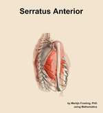 The serratus anterior muscle of the shoulder - orientation 8