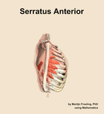 The serratus anterior muscle of the shoulder - orientation 9