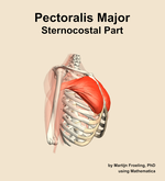The sternocostal part of the pectoralis major muscle of the shoulder - orientation 10