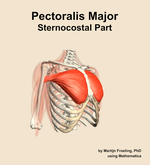 The sternocostal part of the pectoralis major muscle of the shoulder - orientation 11