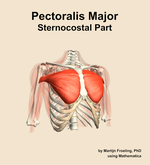 The sternocostal part of the pectoralis major muscle of the shoulder - orientation 12
