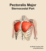 The sternocostal part of the pectoralis major muscle of the shoulder - orientation 14