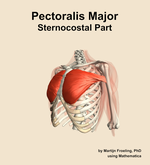 The sternocostal part of the pectoralis major muscle of the shoulder - orientation 15