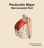 The sternocostal part of the pectoralis major muscle of the shoulder - orientation 16