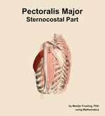 The sternocostal part of the pectoralis major muscle of the shoulder - orientation 2