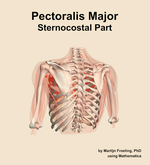 The sternocostal part of the pectoralis major muscle of the shoulder - orientation 4