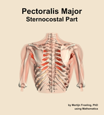 The sternocostal part of the pectoralis major muscle of the shoulder - orientation 5