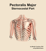 The sternocostal part of the pectoralis major muscle of the shoulder - orientation 6