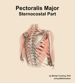 The sternocostal part of the pectoralis major muscle of the shoulder - orientation 7