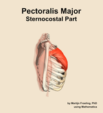The sternocostal part of the pectoralis major muscle of the shoulder - orientation 9