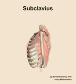 The subclavius muscle of the shoulder - orientation 1