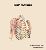 The subclavius muscle of the shoulder - orientation 11
