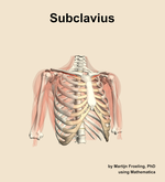 The subclavius muscle of the shoulder - orientation 12