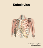 The subclavius muscle of the shoulder - orientation 14