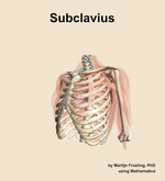 The subclavius muscle of the shoulder - orientation 15