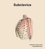 The subclavius muscle of the shoulder - orientation 16