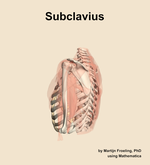 The subclavius muscle of the shoulder - orientation 2