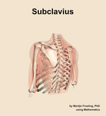 The subclavius muscle of the shoulder - orientation 3