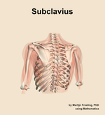 The subclavius muscle of the shoulder - orientation 4