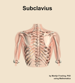 The subclavius muscle of the shoulder - orientation 5