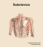 The subclavius muscle of the shoulder - orientation 6