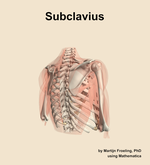 The subclavius muscle of the shoulder - orientation 7