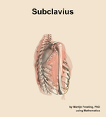 The subclavius muscle of the shoulder - orientation 8