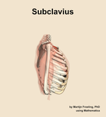 The subclavius muscle of the shoulder - orientation 9
