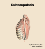 The subscapularis muscle of the shoulder - orientation 1
