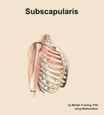 The subscapularis muscle of the shoulder - orientation 10