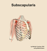 The subscapularis muscle of the shoulder - orientation 11