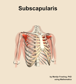 The subscapularis muscle of the shoulder - orientation 12