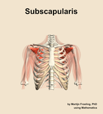 The subscapularis muscle of the shoulder - orientation 13