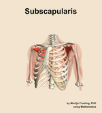 The subscapularis muscle of the shoulder - orientation 14