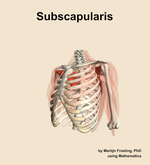 The subscapularis muscle of the shoulder - orientation 15