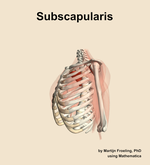 The subscapularis muscle of the shoulder - orientation 16